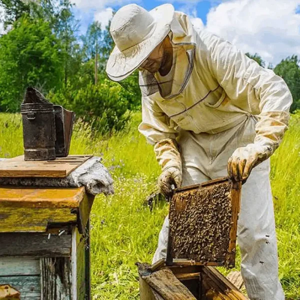 Arıcılık Eğitimi Sertifikası